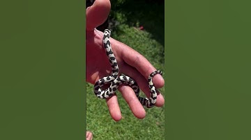 Axanthic pure jungle carpet python #reptiles #snake #python Australian snake breeder