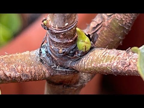 Notching a Fiddle Leaf Fig Tree with progress