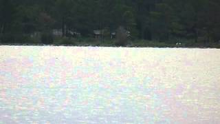 Dolphins at Cherry Point in the Chesapeake Bay