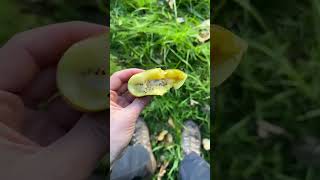 Famous Kiwi picking in the kiwifruit capital of the world: Te Puke, New Zealand Wealth