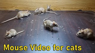 Cat TV for cats to watch | mouse jerry hole hide & seek and Play on Screen , 10 hour 4k UHD