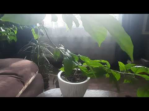 Зелёная аптека цветочницы: