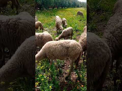شهر التي ينتعش فيه مجال راعي لدى المواشي اتمنى سنه القادمه ان تكون مثل هذه سنة برطاجي