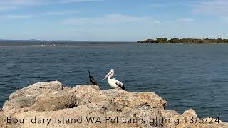 Boundary Island Western Australia Pelican Sighting