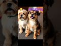 dolphin or dogs ky funny moments#shorts #youtubeshorts #shortsfeed #funny #viralvideo #trending