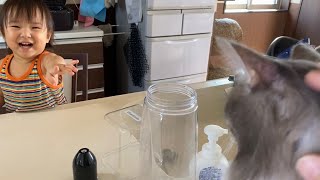 娘と一緒になってパパのパンケーキ作りを監視する猫　ノルウェージャンフォレストキャット　A cat watching daddy's cooking with a one year old