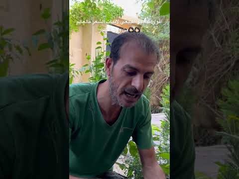 صناعة أقوي شامبو طبيعي بالعالم لانبات الشعر وتكثيفه من اوراق السدر شاهد