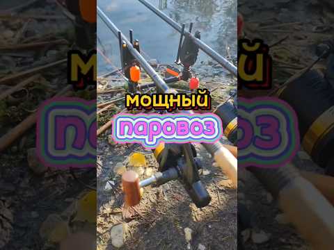 поклёвка карпа рыбалка