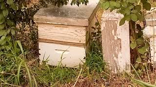 جني العسل ومعلومات مهمة في فصل الصيف