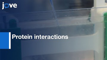 Protein interactions and Co-localization analysis between junctions | Protocol Preview