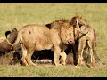 Osapuk, 1of3 Sala’s Boys, tail wagging by my huge boy, Maasai Mara lions