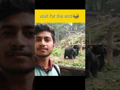 Bear 🐻😲 #youtubeshorts