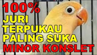 MASTERAN LOVEBIRD MINOR JURI PALING SUKA