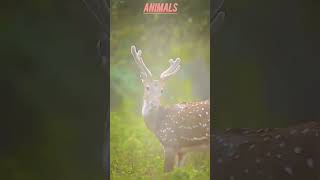 animals #video #reaction