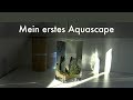 Mein erstes Aquascape | My first Aquascape