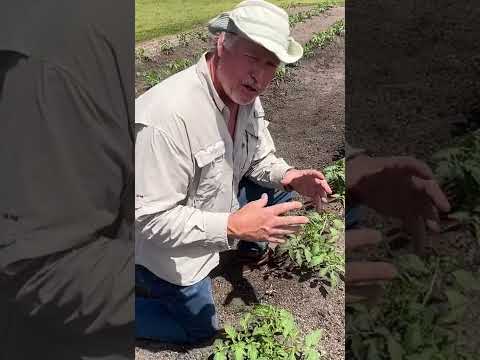 Hybrid Vs. Heirloom