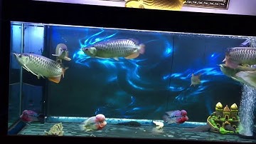 Cộng đồng cá rồng và la hán ( ghép thập cẩm thành công) # cá rồng,# la Hán,# cộng đồng cá