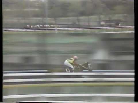 1981年 新潟大賞典 ジュウジアロー YouTube