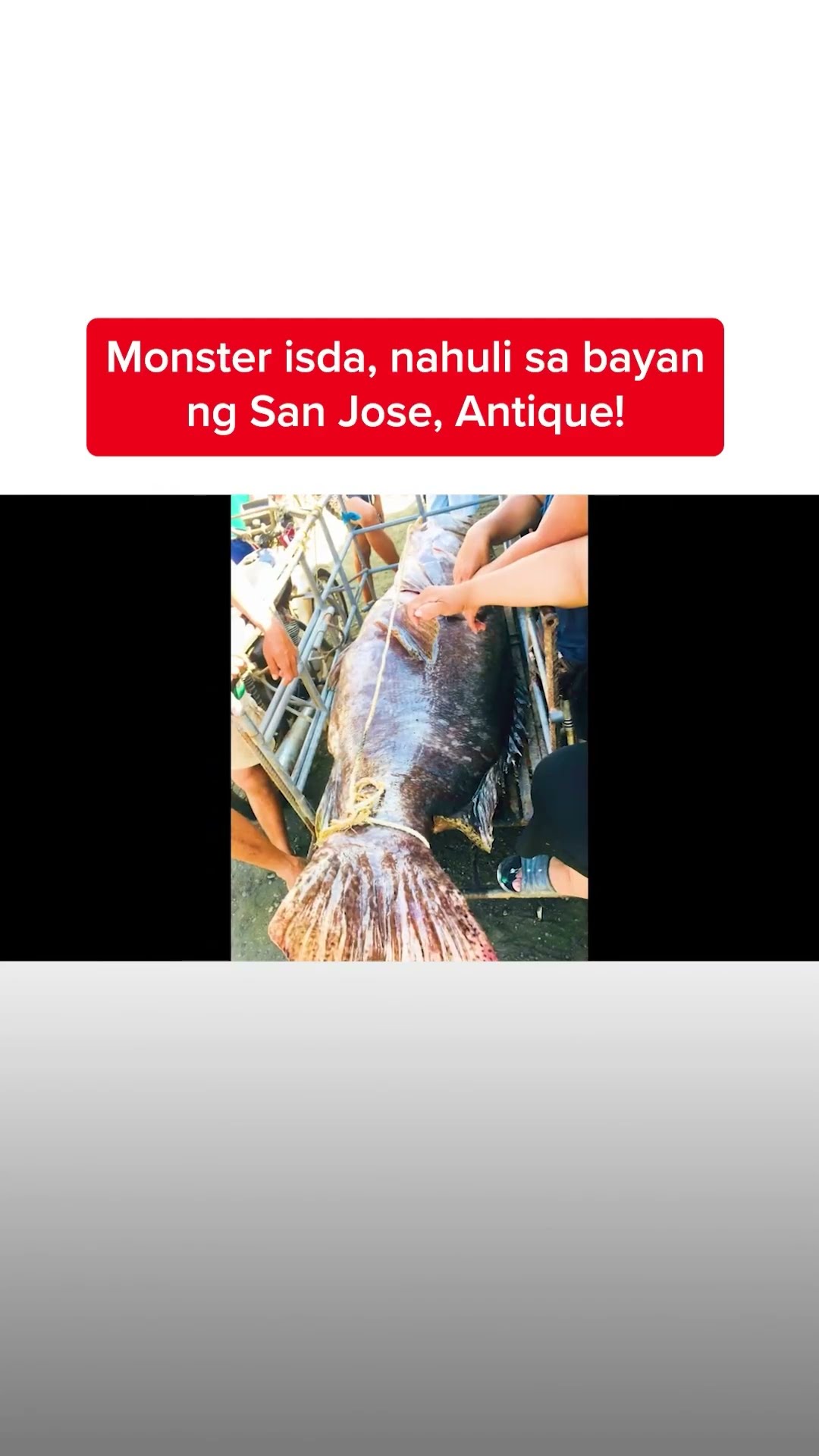 Monster isda, nahuli sa bayan ng San Jose, Antique!  | Kapuso Mo, Jessica Soho