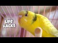 11 life hacks for budgie owners