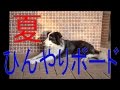 犬　夏の過し方　ひんやりボード　大理石　熱中症予防
