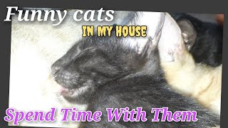 Funny Cats & Cute Kittens 🤗😁👍Spend Time With Them 😘 #cat #pets #kitten #funny by Nini Nature Collection 🌶️ 155 views 13 days ago 5 minutes, 38 seconds