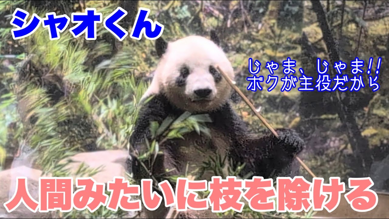 人間みたいに枝を除けるシャオくん＆7月17日の上野パンダファミリー