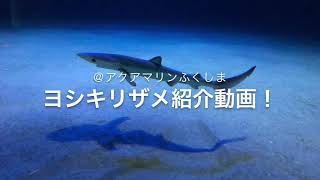 世界で最も美しいサメ、ヨシキリザメの子供たち！ ＠アクアマリンふくしまPrionace glauca,  Blue shark