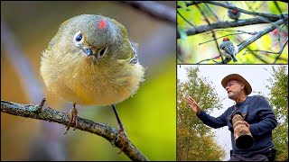 Ruby-crowned Kinglet FRENZY Along Abandoned Railroad now a Nature Trail!