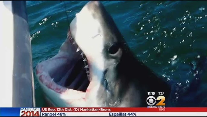 Dead juvenile great white shark washes up on beach in Quogue - CBS