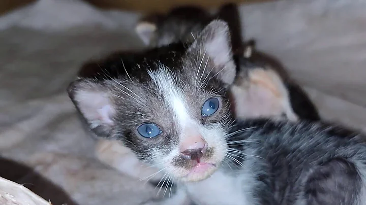 Video 11855021: cats compilation cute funny, cat cute baby