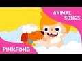 My pet my buddy  animal songs  pinkfong songs for children