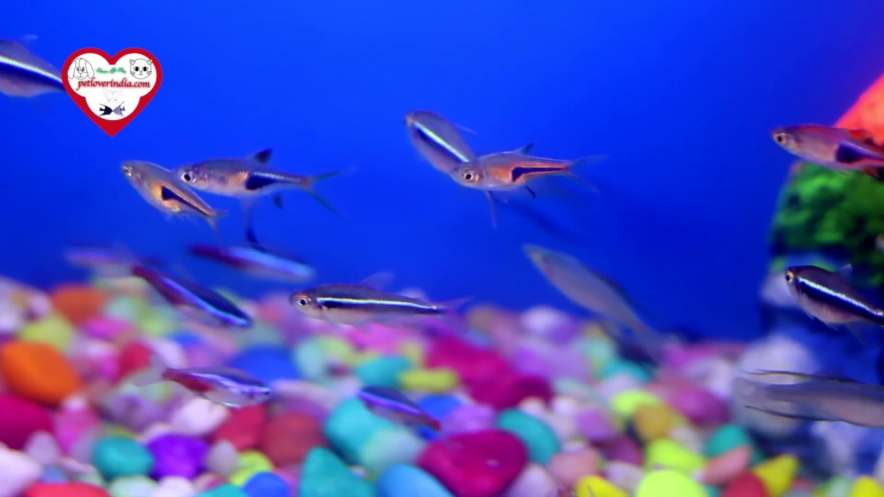 Tetra fish || petloverindia.com || Fish Paradise