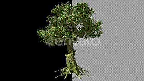 Tree With Large Roots  - After Effects Templates Project Files [Video Hive]