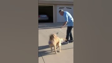 How to Stop Dog Pulling! #dog #dogtraining #cesarmillan