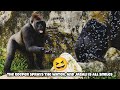 Cool water and a happy Jabali are the perfect match 😄🌊清涼的水花，加上開心的呷百二，完美組合！#gorilla