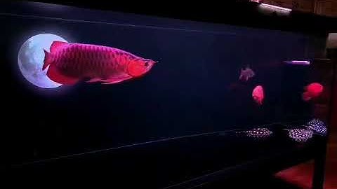 {Hồ cá rồng công nghệ mớ}