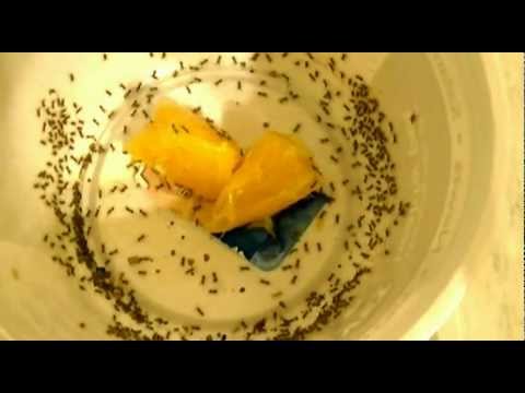 What do baby crickets look like?