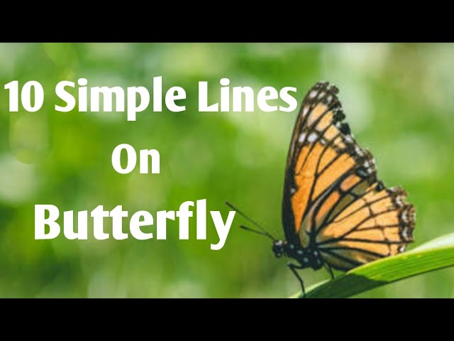 essay writing on butterfly in english