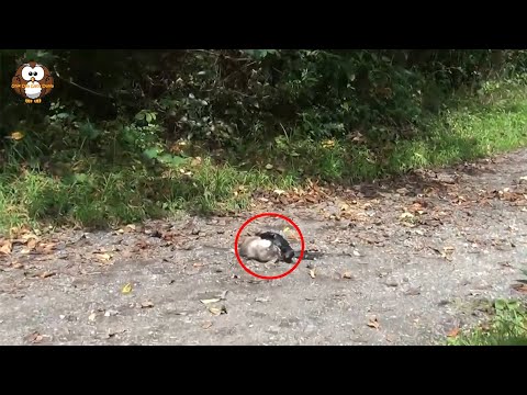 Video: Bagaimana Seekor Kucing Membasmi Seluruh Spesies Burung - Pandangan Alternatif