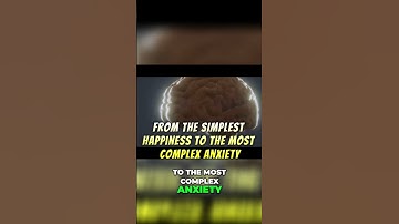 Unlocking the Limbic System  Your Emotions Exposed