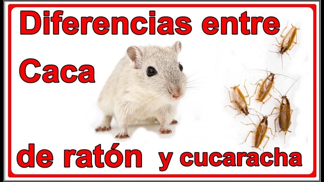 Diferencia entre rata y raton