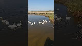 Leonabelle Turnbull Birding Center Port Aransas Texas