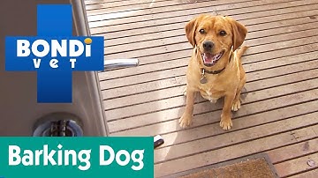 How To Stop Your Dog From Barking? | Ask Bondi Vet
