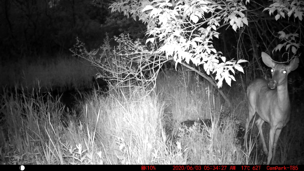 Deer making weird noises YouTube