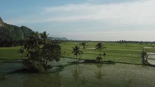 Gratis Background Video Pemandangan Indah // Persawahan Hijau Latar Gunung Karst // No Copyright