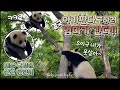 [4K]높은 나무에서 못내려 오는 아기판다, 결국 엄마 출동_세상 구경 하느라 정신 팔린 푸바오_에버랜드 판다월드 푸바오 러바오 아이바오_Baby panda log Ep.35