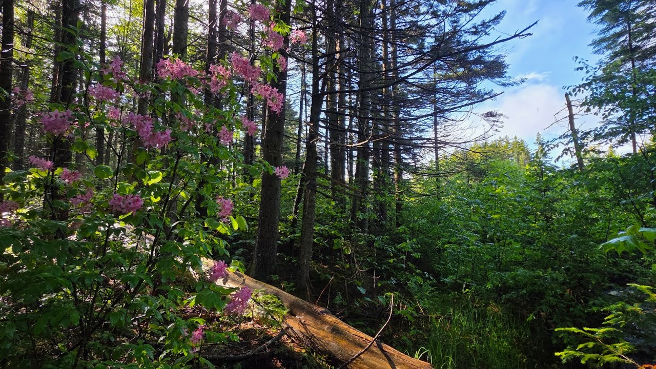 Day 180 "Rain over Stratton Mtn" June 10, 2025