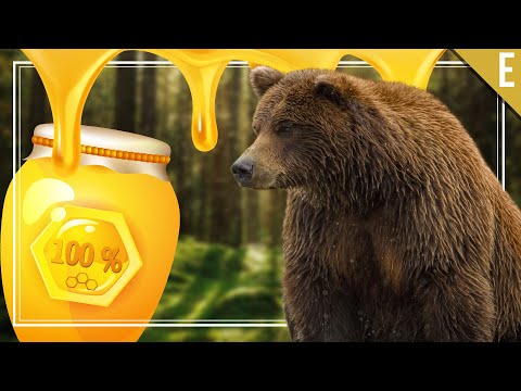 Наистина ли всички мечки ОБИЧАТ МЕД?