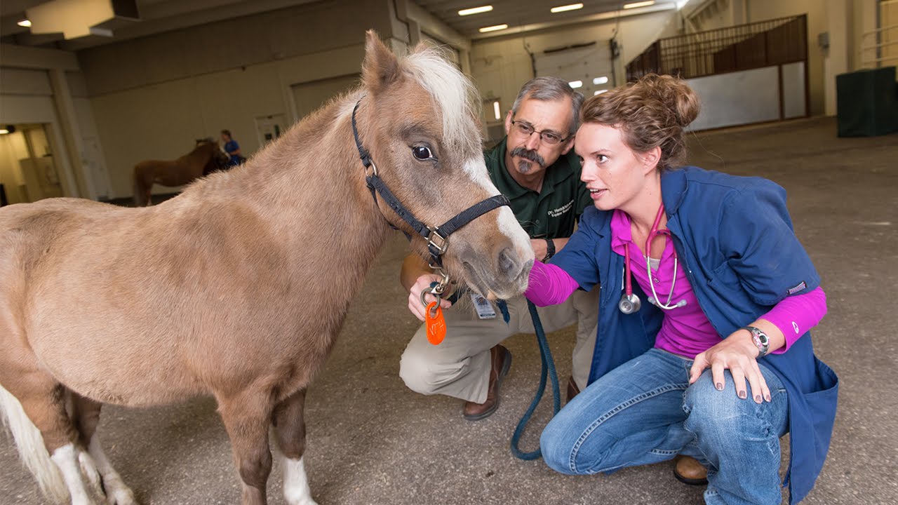 Ramchat applying to csu s veterinary program youtube